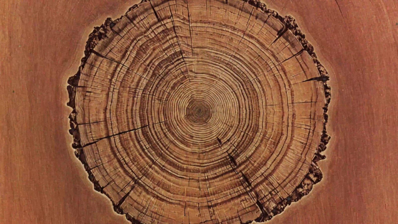 Tree rings